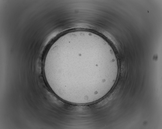 X0000102021067200808081743