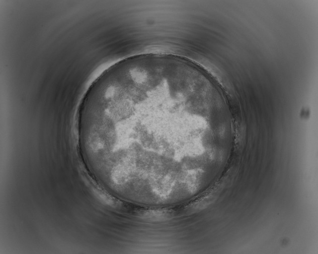 X0000102021078200808081743