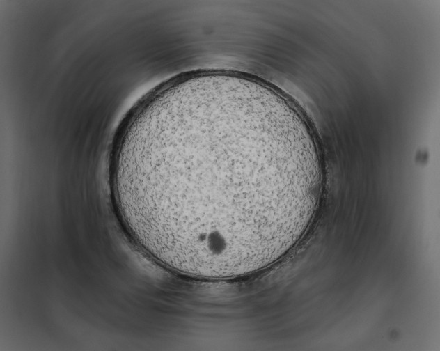 X0000102021120200808081742