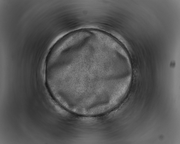 X0000102021127200808081742