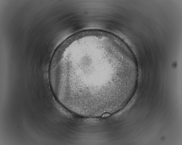X0000102021137200808081742