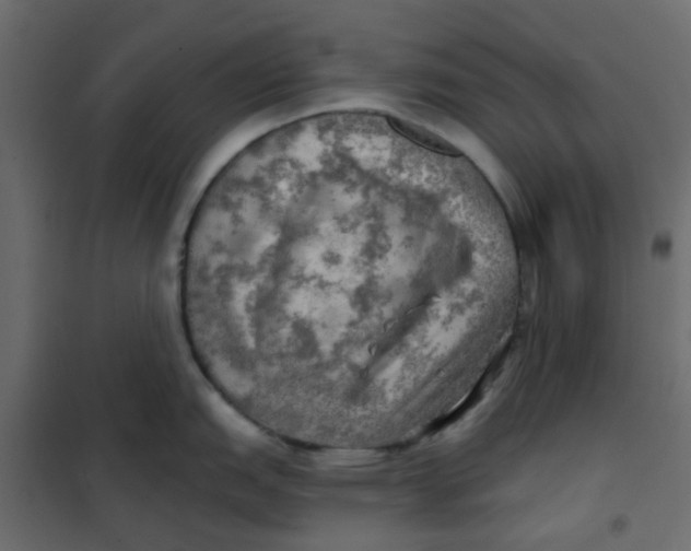 X0000102021151200808081742