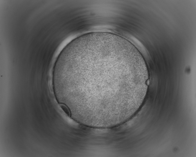 X0000102021196200808081741