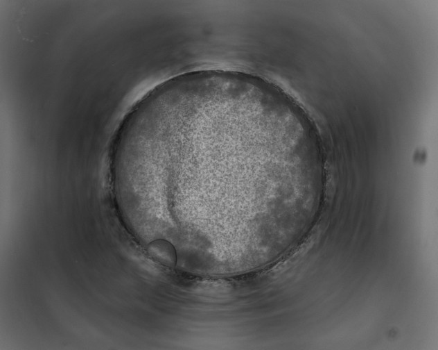 X0000102021215200808081740