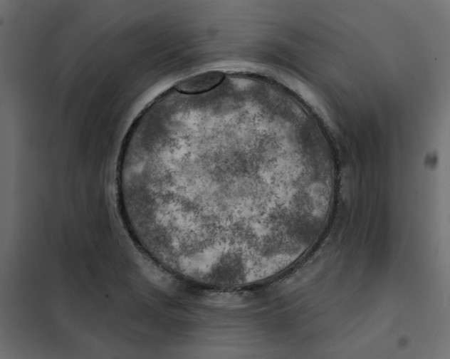 X0000102021229200808081740