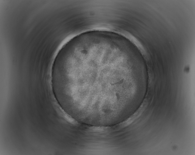 X0000102021240200808081740