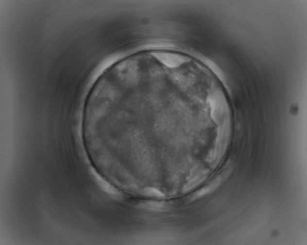X0000102021245200808081741