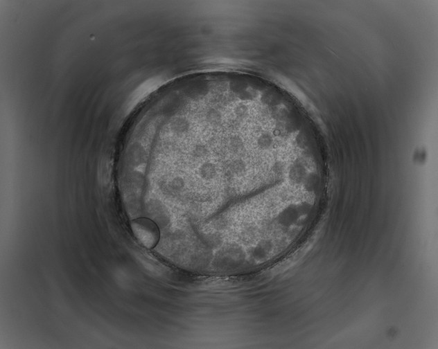 X0000102021259200808081740