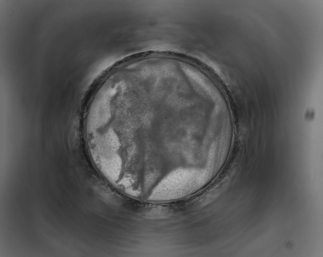 X0000102021263200808081740