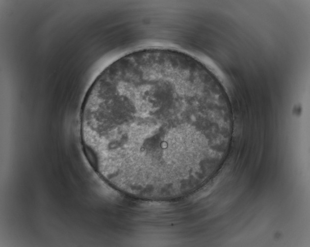 X0000102021287200808081739