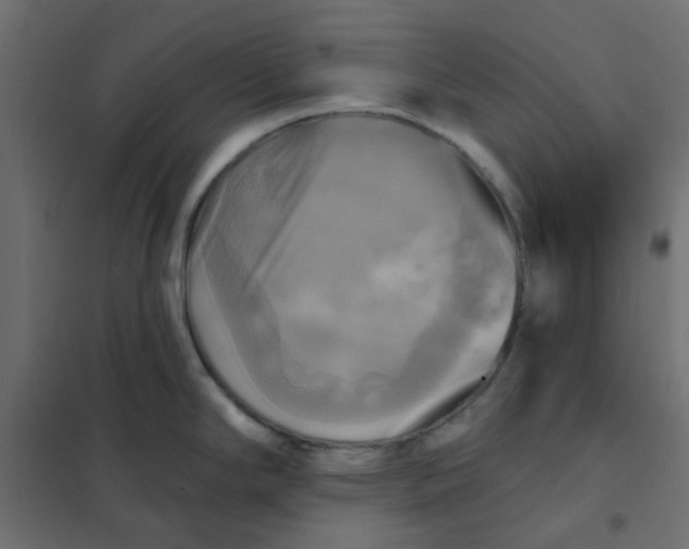 X0000102021294200808081739