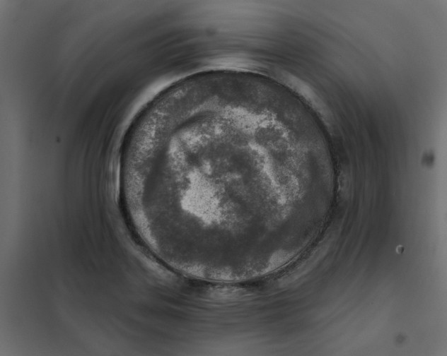 X0000102021323200808081739