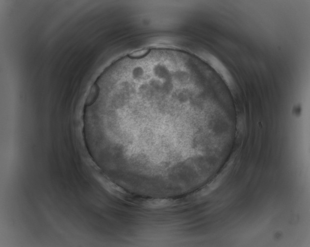 X0000102021435200808081738