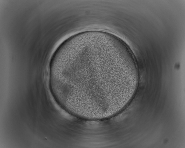 X0000102021515200808081736