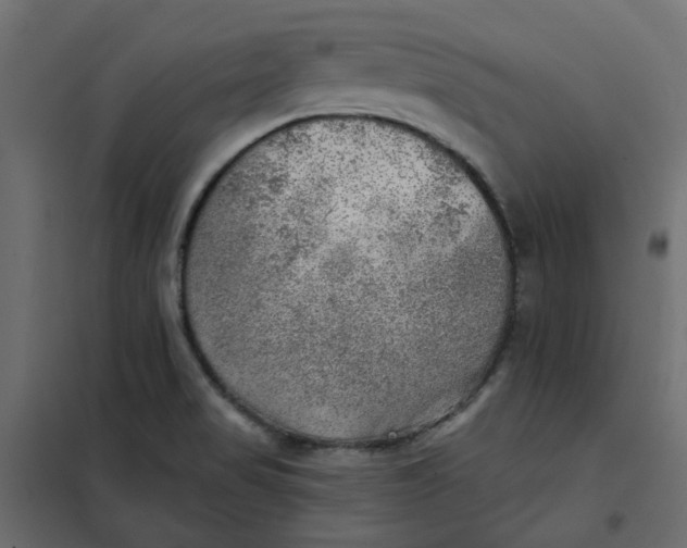 X0000102021517200808081736