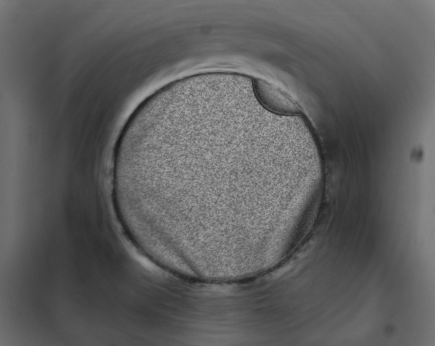 X0000102021519200808081736