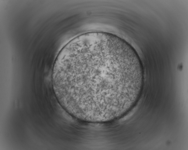 X0000102021529200808081736