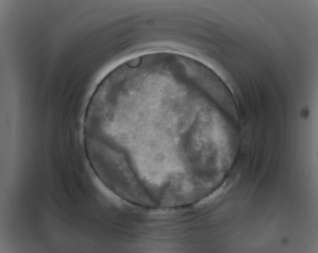 X0000102021535200808081736