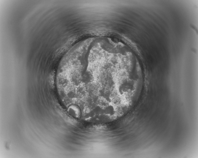 X0000102020065200808151326