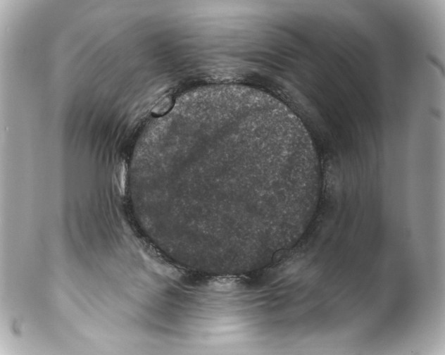 X0000102020076200808151326