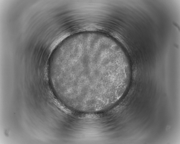 X0000102021026200808151310