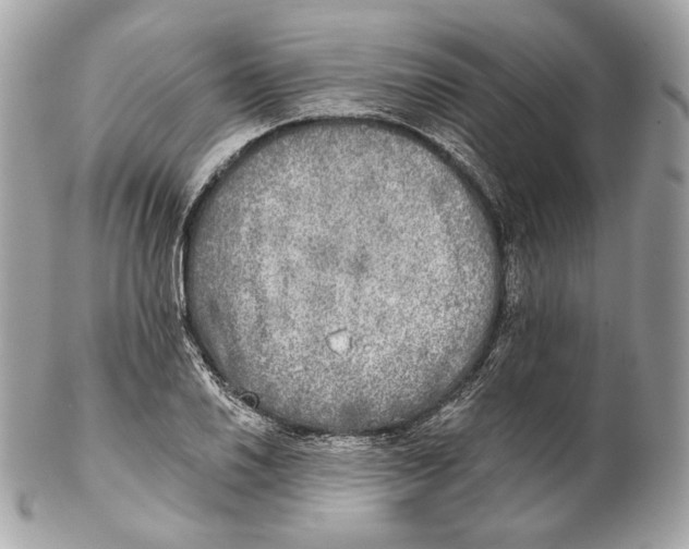 X0000102021030200808151310