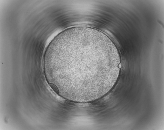X0000102021196200808151308