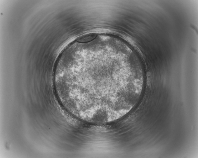 X0000102021229200808151308