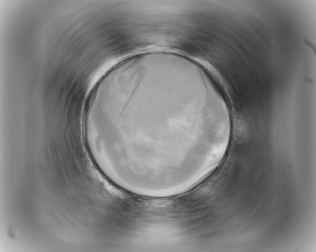 X0000102021294200808151306
