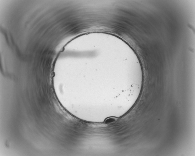 X0000102021296200808151306