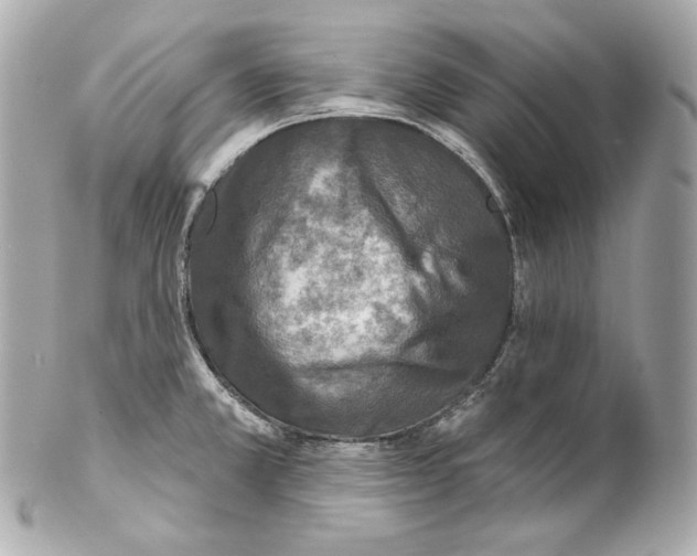 X0000102021381200808151305