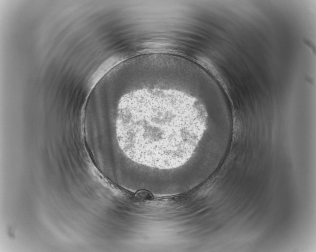 X0000102021386200808151305