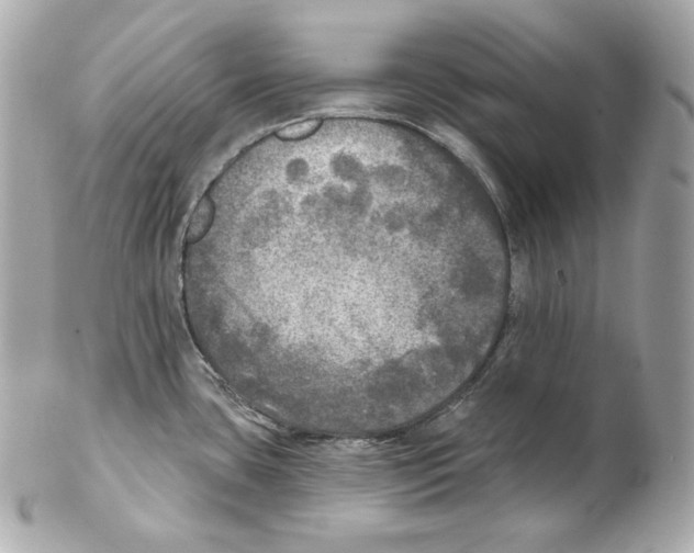 X0000102021435200808151305