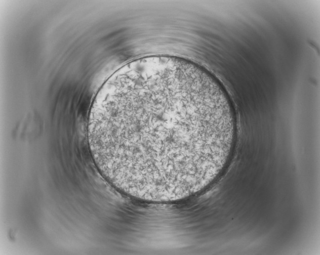X0000102021529200808151303