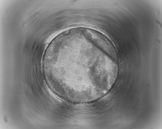 X0000102021535200808151304