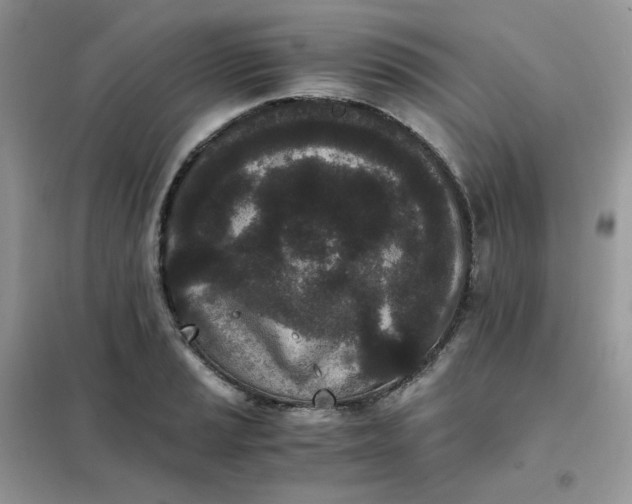 X0000102031037200808011443