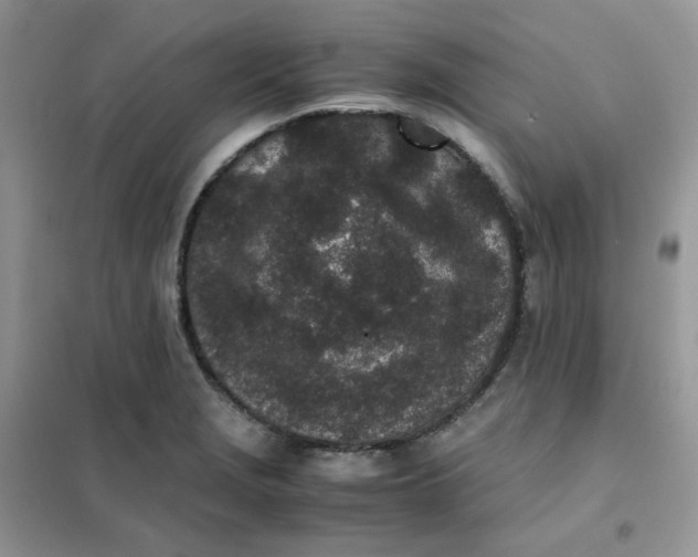 X0000102031229200808011440