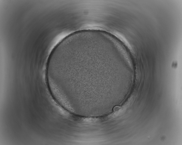 X0000102031277200808011439