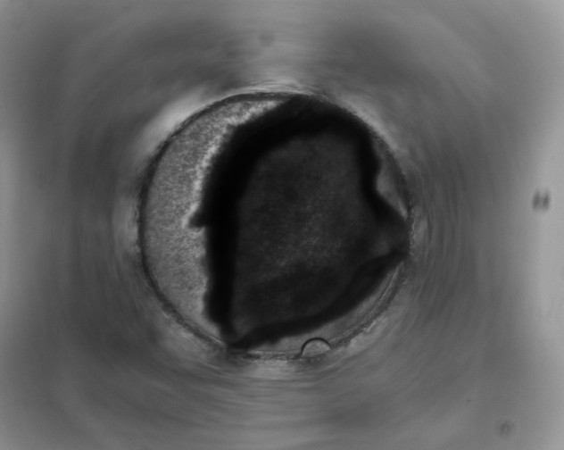 X0000102031455200808011436