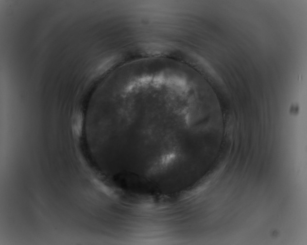 X0000102030076200808081822