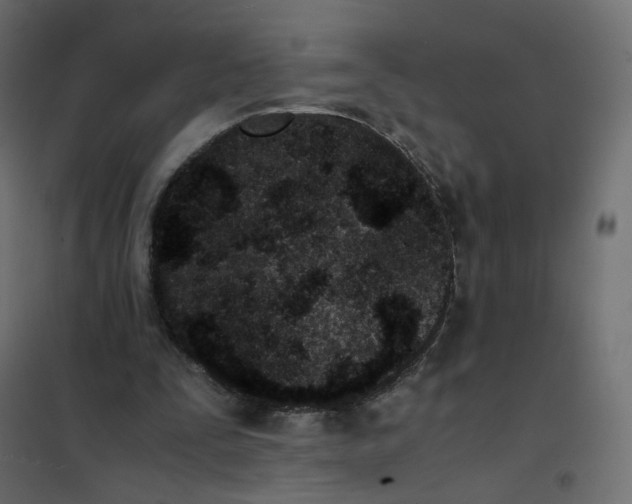 X0000102030295200808081818