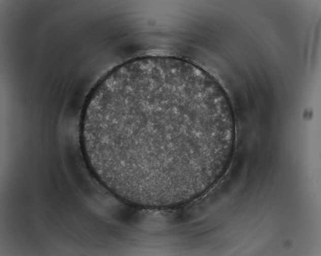 X0000102030297200808081818