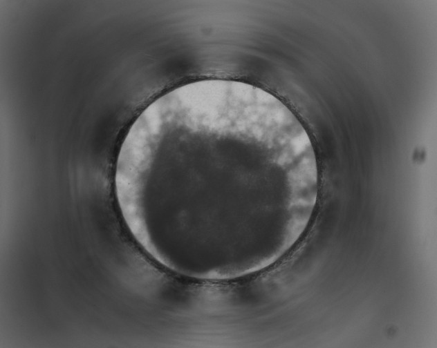 X0000102030305200808081818