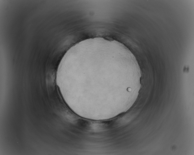 X0000102030336200808081818