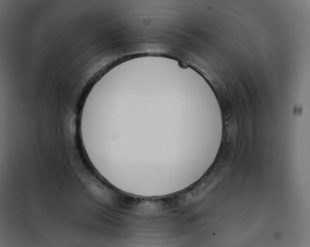 X0000102030350200808081817