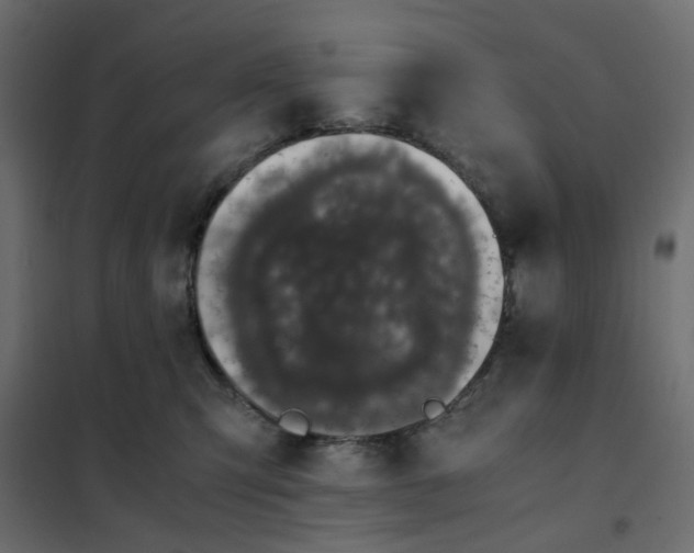 X0000102030423200808081816