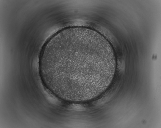 X0000102030534200808081814