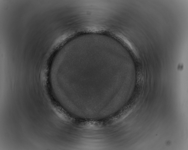 X0000102030736200808081811