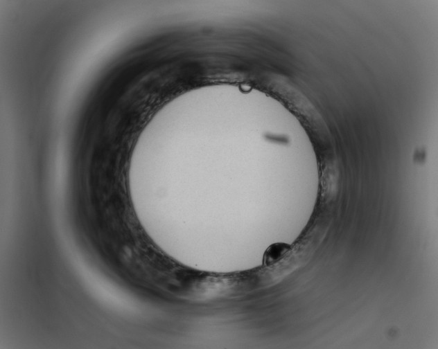 X0000102030764200808081812