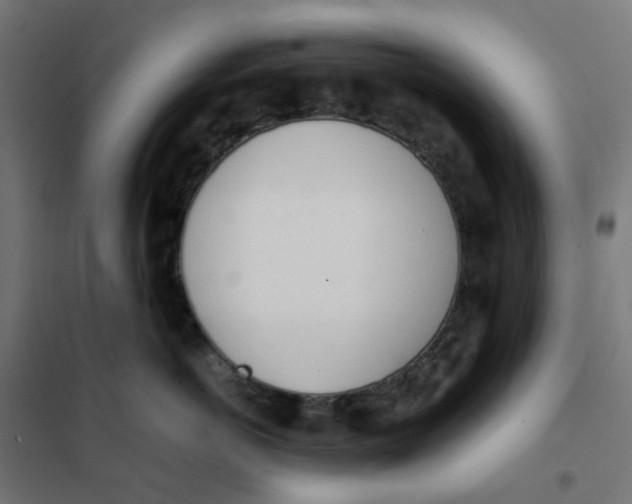 X0000102030766200808081812